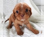 Puppy 2 Cavalier King Charles Spaniel