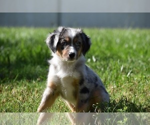 Miniature Australian Shepherd Puppy for sale in PALM COAST, FL, USA