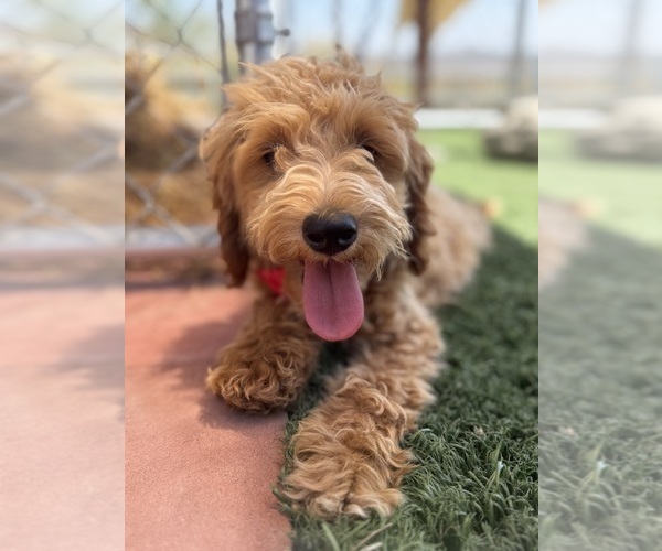 Medium Photo #3 Goldendoodle-Poodle (Toy) Mix Puppy For Sale in MENIFEE, CA, USA