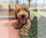Small #2 Goldendoodle-Poodle (Toy) Mix