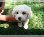Small Photo #24 Coton de Tulear Puppy For Sale in COLUMBIA, MO, USA