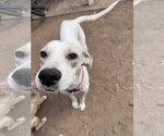 Small #3 Mutt