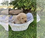 Puppy Brown collar Labrador Retriever