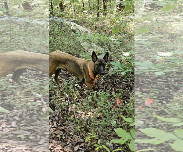 Medium Photo #3 Mutt Puppy For Sale in Stevens Point, WI, USA