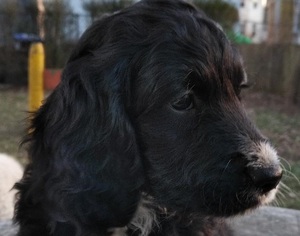 Springerdoodle Puppy for sale in PROVIDENCE, RI, USA