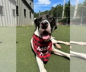 Great Dane-Unknown Mix Dogs for adoption in Charlotte, NC, USA