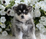 Puppy Athena Pomsky