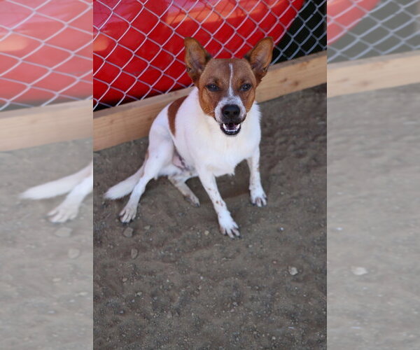 Medium Photo #1 Basenji Puppy For Sale in Studio City, CA, USA