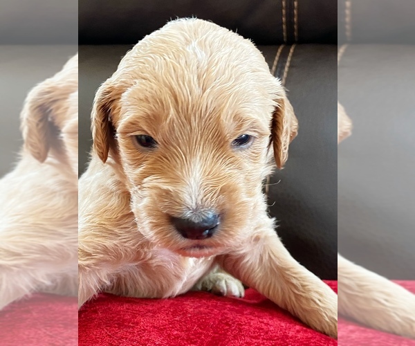 Medium Photo #3 Goldendoodle Puppy For Sale in WOODLAND, AL, USA