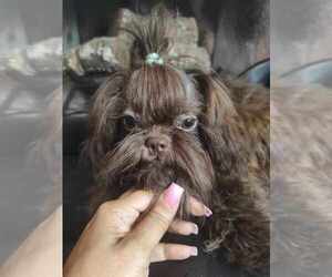 Mother of the Shih Tzu puppies born on 03/01/2026