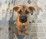 Small Australian Shepherd-Boxer Mix