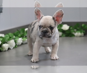 French Bulldog Puppy for sale in SHILOH, OH, USA