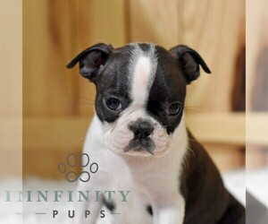 Boston Terrier Puppy for sale in MILLERSTOWN, PA, USA