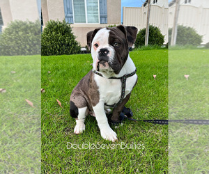 Olde English Bulldogge Puppy for sale in BAKERSFIELD, CA, USA