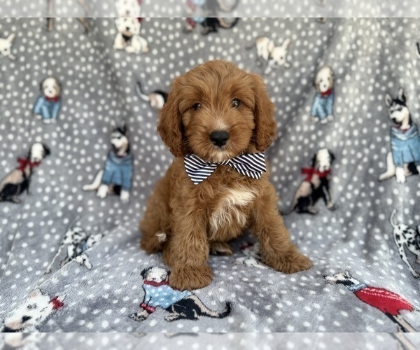 Medium Photo #1 Cavapoo (Standard) Puppy For Sale in LAKELAND, FL, USA