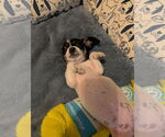 Small #2 Chihuahua