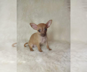 Chihuahua Puppy for sale in INDIANAPOLIS, IN, USA