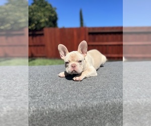 French Bulldog Puppy for sale in SACRAMENTO, CA, USA