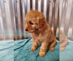 Goldendoodle (Miniature) Puppy for sale in BELLEVIEW, FL, USA