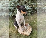 Small #1 Rat Terrier