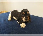 Small Photo #15 Basset Hound Puppy For Sale in SODDY DAISY, TN, USA