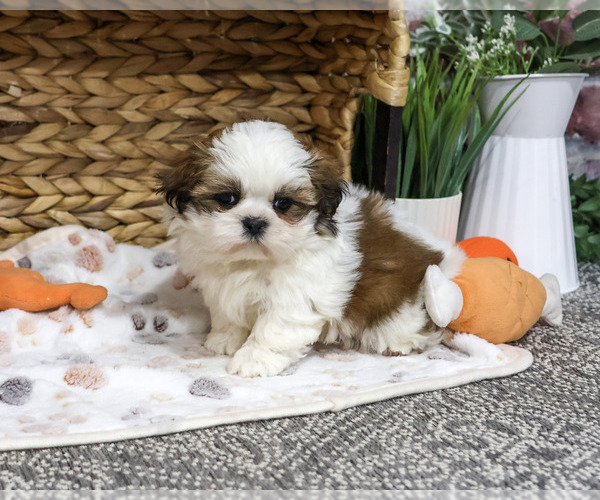 Medium Photo #2 Shih Tzu Puppy For Sale in SYRACUSE, IN, USA
