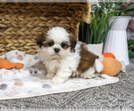 Tin Man - Male Shih Tzu Puppy for Sale - Photo #2