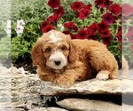 Small #2 Goldendoodle (Miniature)