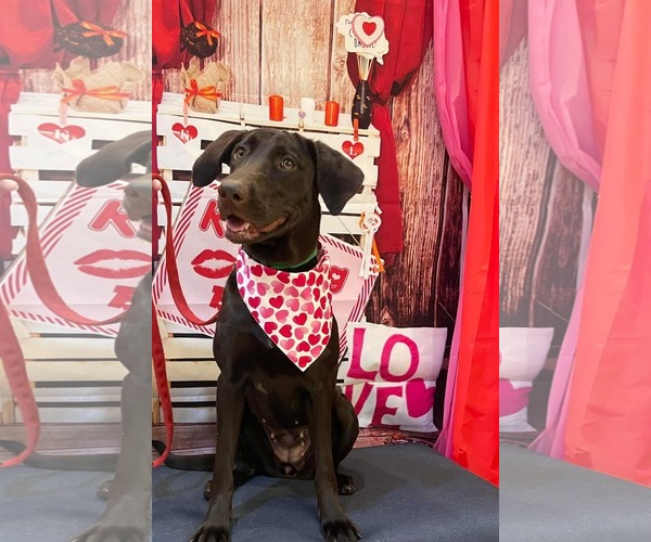 Medium Photo #6 Labrador Retriever Puppy For Sale in San Diego, CA, USA