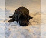 Small #10 Goldendoodle