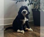 Puppy Maya Bernese Mountain Dog-Portuguese Water Dog Mix