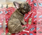 Small Photo #5 French Bulldog Puppy For Sale in PEORIA, AZ, USA