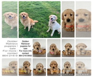 Golden Retriever Litter for sale in VANCOUVER, WA, USA