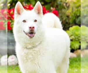 Siberian Husky Dogs for adoption in Camarillo, CA, USA