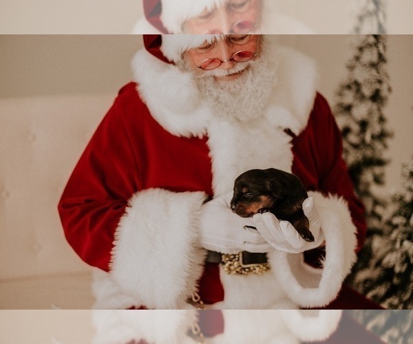 Medium Photo #13 Rottweiler Puppy For Sale in SMYRNA, TN, USA