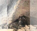 Small Photo #2 German Shepherd Dog Puppy For Sale in OJAI, CA, USA