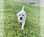 Image preview for Ad Listing. Nickname: Pippa