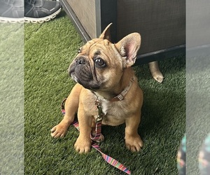 French Bulldog Puppy for Sale in SIOUX FALLS, South Dakota USA