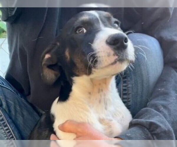 Medium Photo #1 Mutt Puppy For Sale in Redwood City, CA, USA