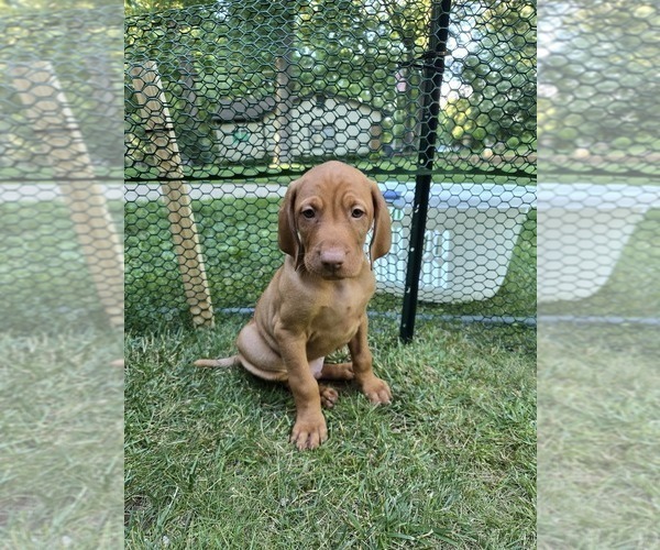 Medium Photo #11 Vizsla Puppy For Sale in PINCKNEY, MI, USA