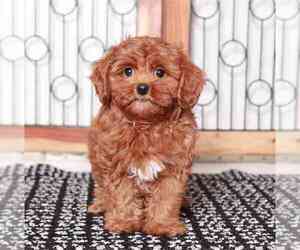 Cavapoo Puppy for sale in NAPLES, FL, USA