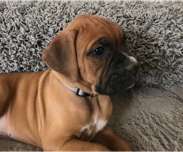 Medium Photo #2 Boxer Puppy For Sale in APPLE CREEK, OH, USA