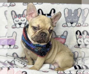 French Bulldog Puppy for Sale in OJAI, California USA