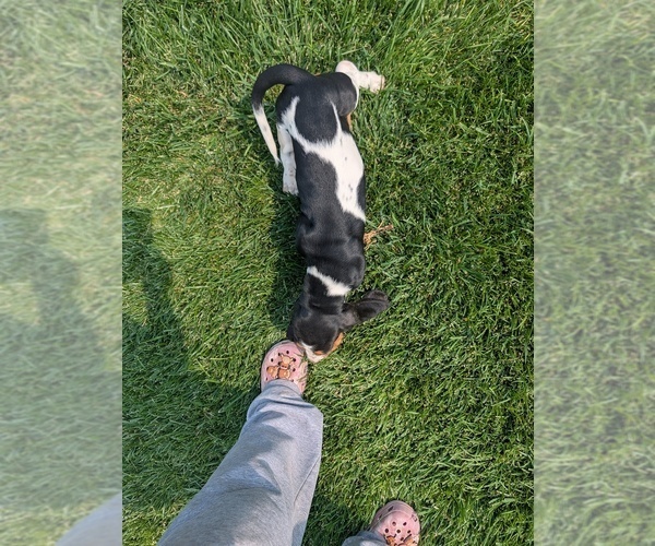 Medium Photo #27 Basset Hound Puppy For Sale in JEROME, ID, USA