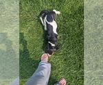 Small #26 Basset Hound