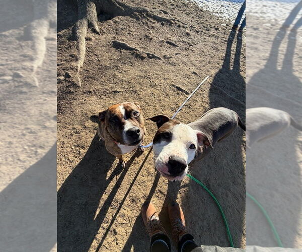 Medium Photo #6 Boxer-Unknown Mix Puppy For Sale in Brewster, NY, USA