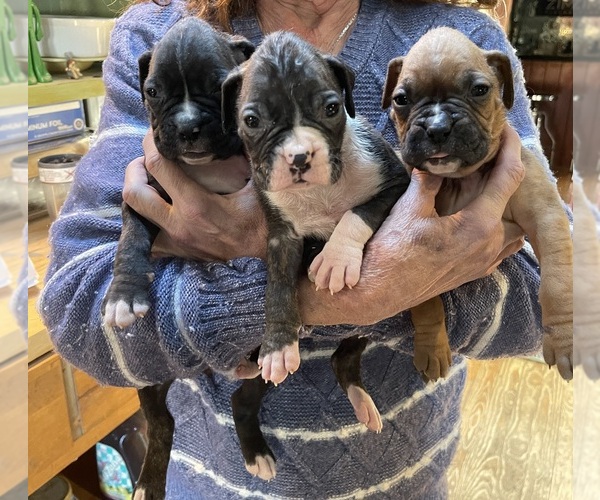 Medium Photo #2 Boxer Puppy For Sale in HINSDALE, MA, USA