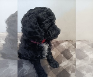 Springerdoodle Puppy for sale in MONTELLO, WI, USA
