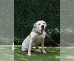 IVORY - Female American Bulldog Dog for Adoption - Small photo