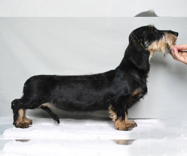 Medium Photo #1 Dachshund Puppy For Sale in Moscow, Moscow, Russia